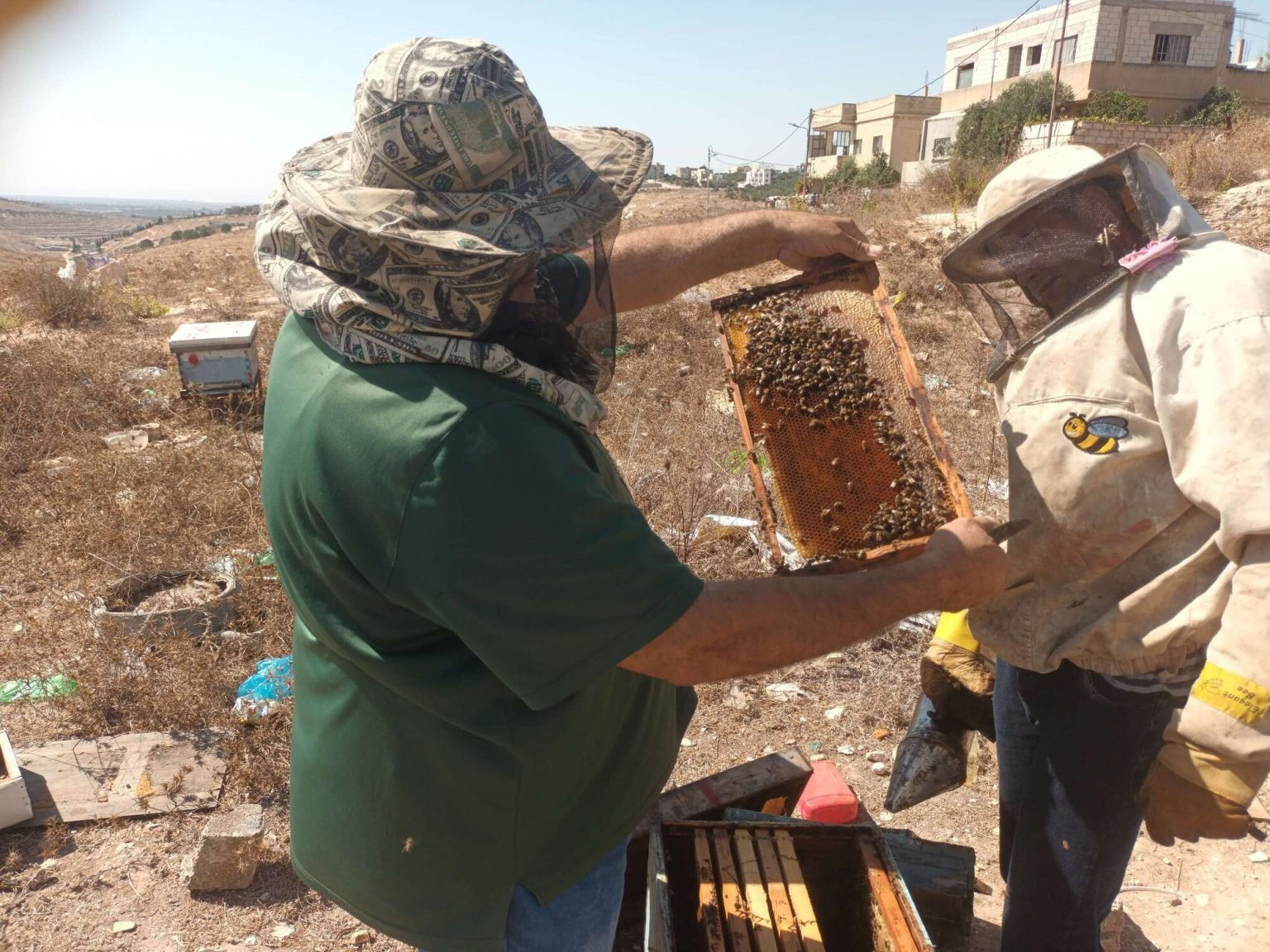 رحيق مسموم.. مبيدات زراعية تهدد بنفوق النحل في الأردن
